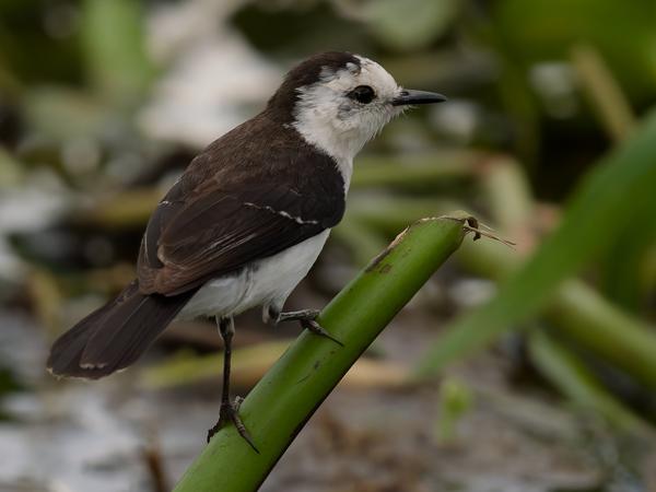 Zwartrugwatertiran (Fluvicola albiventer)